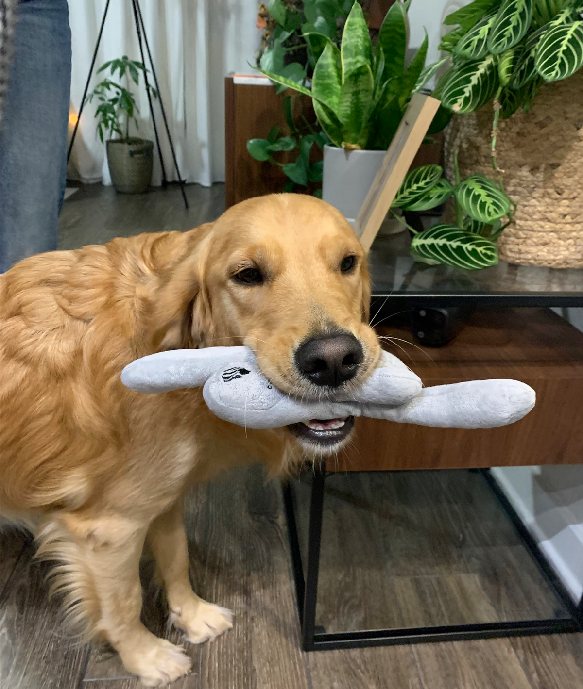 Lioness Dog Toy
